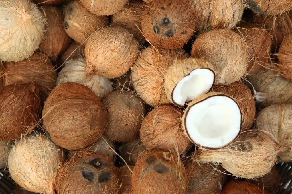 Coconut